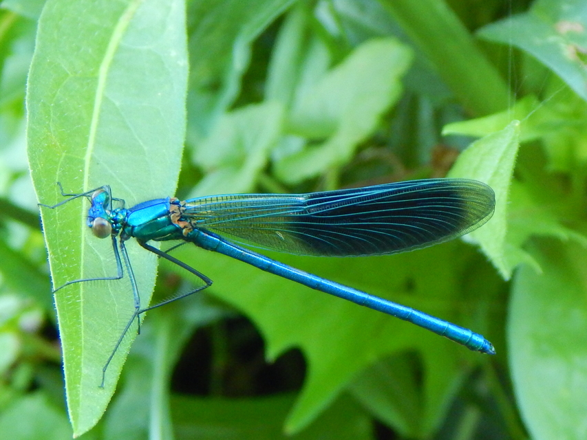 Calopteryx splendens - sávos szitakötő