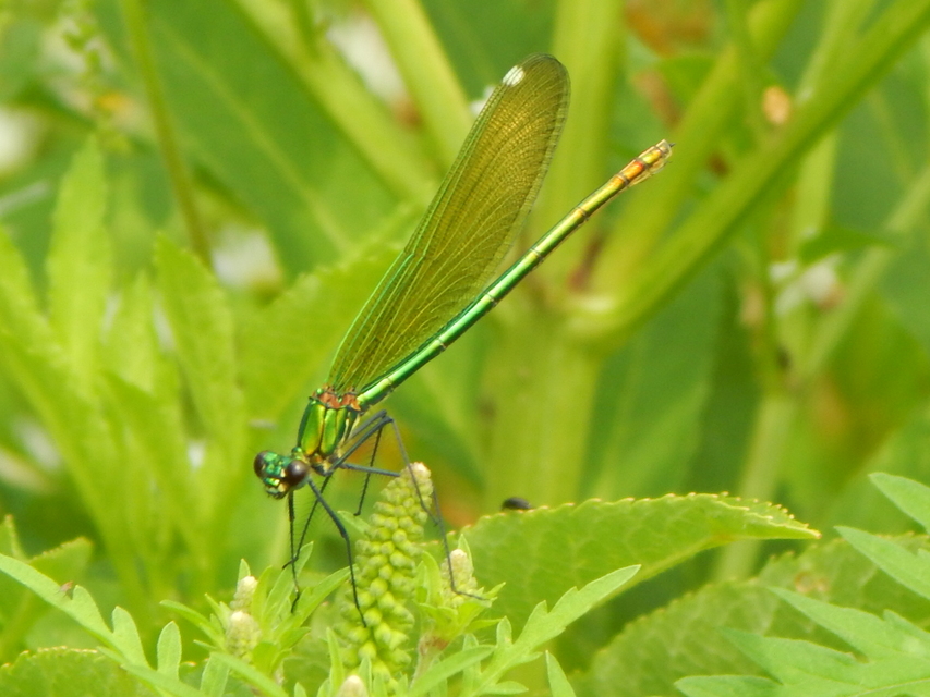Calopteryx splendens - sávos szitakötő