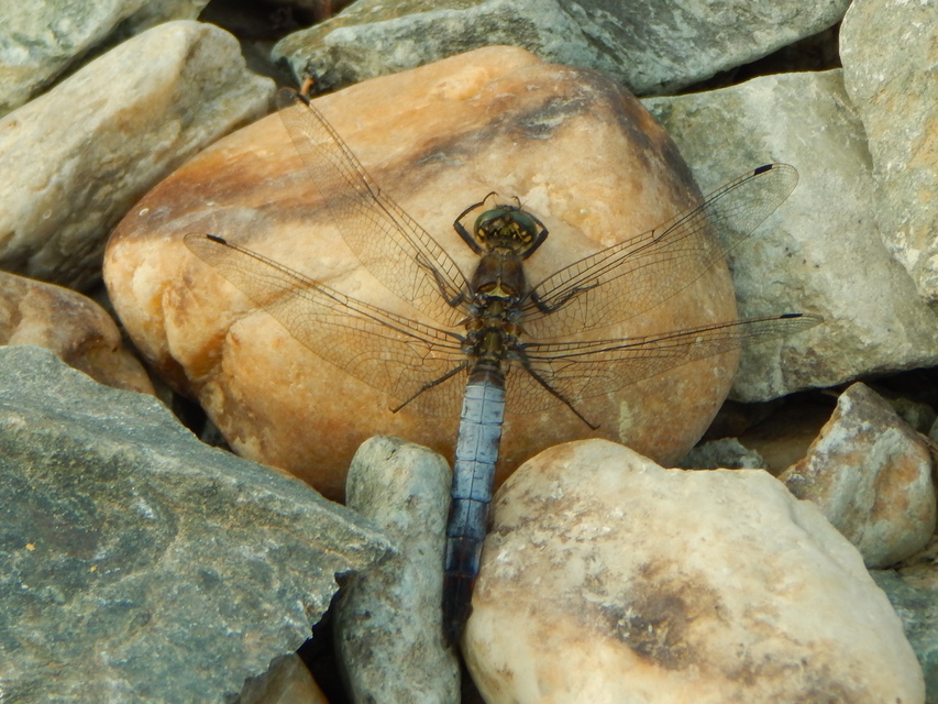 Orthetrum cancellatum - feketefarkú pásztorszitakötő