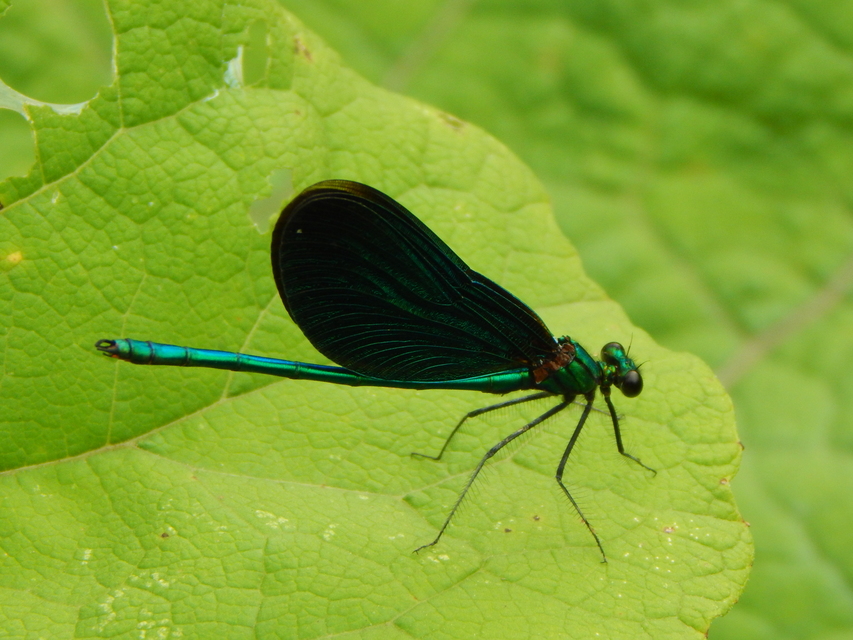 Calopteryx virgo - kisasszony-szitakötő