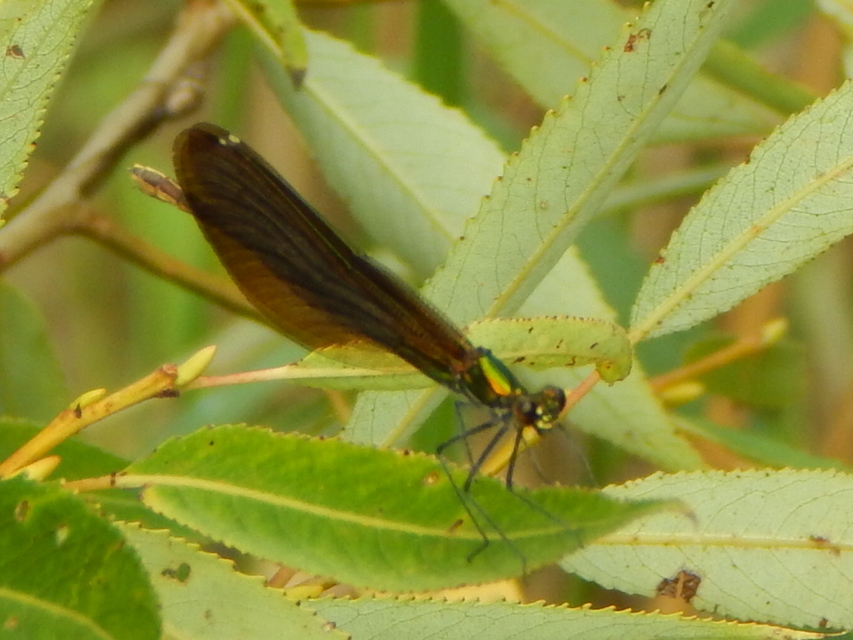 Calopteryx virgo - kisasszony-szitakötő