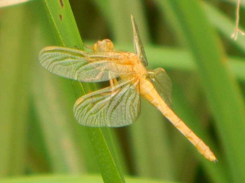 Orthetrum coerulescens - karcsú pásztorszitakötő