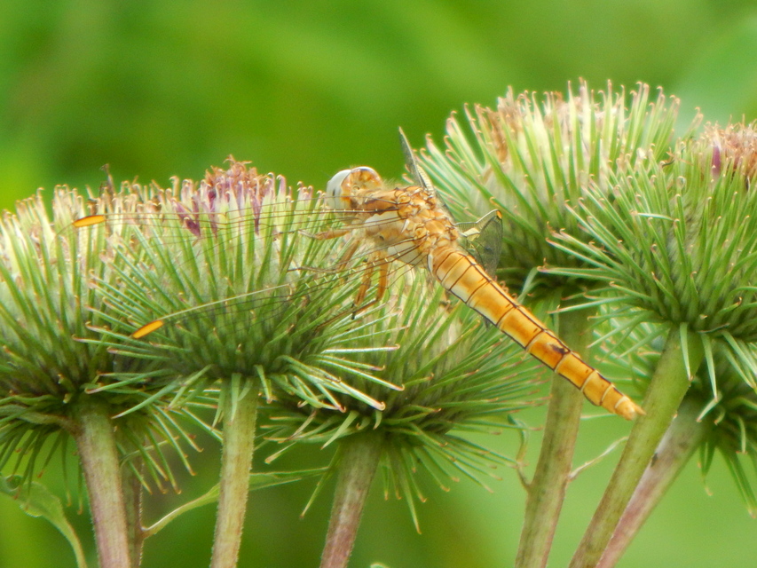 Orthetrum brunneum - pataki pásztorszitakötő