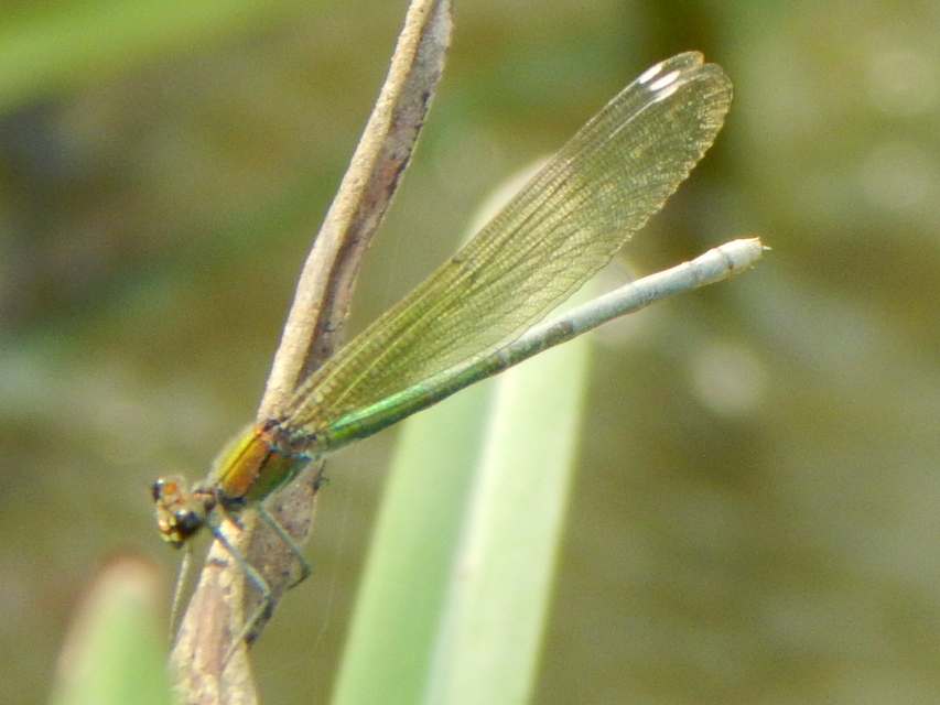 Calopteryx splendens - sávos szitakötő