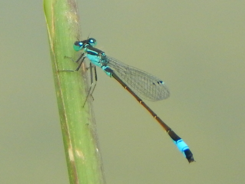 Ischnura elegans pontica - kéköves légivadász