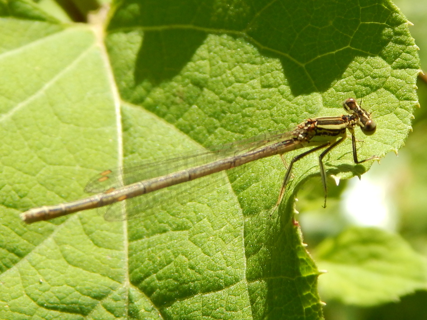 Platycnemis pennipes - széleslábú szitakötő