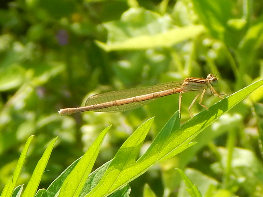 Platycnemis pennipes - széleslábú szitakötő