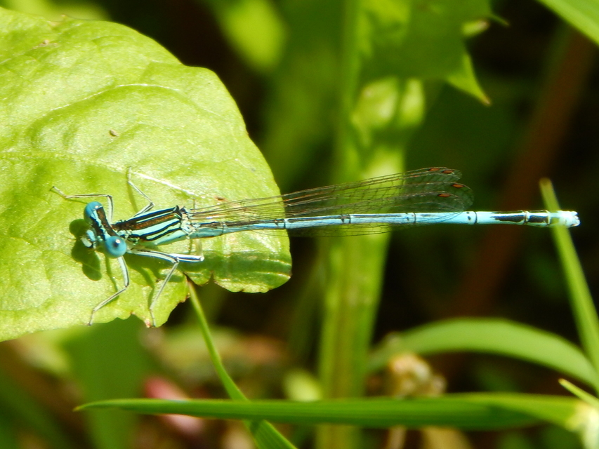 Platycnemis pennipes - széleslábú szitakötő