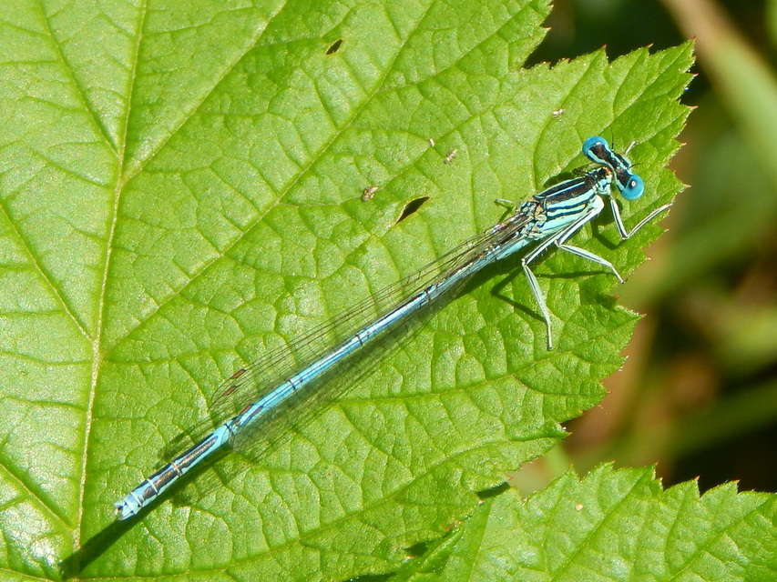 Platycnemis pennipes - széleslábú szitakötő