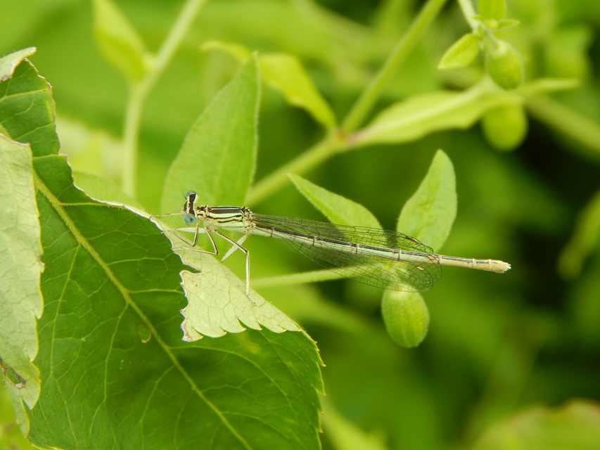 Platycnemis pennipes - széleslábú szitakötő