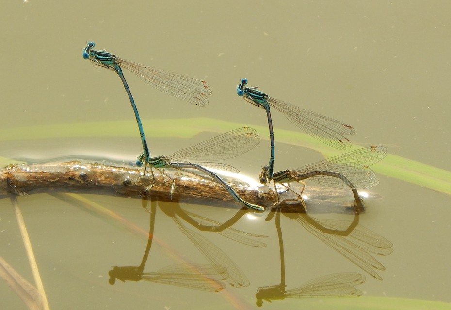 Platycnemis pennipes - széleslábú szitakötő
