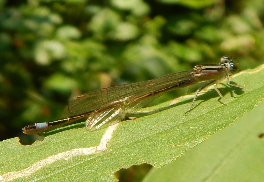 Ischnura elegans pontica - kéköves légivadász