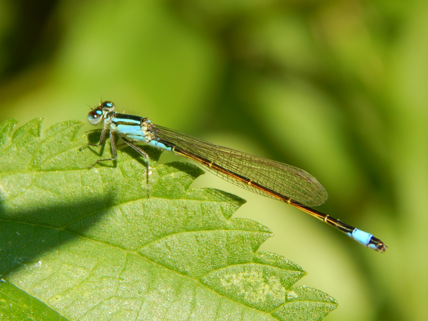 Ischnura elegans pontica - kéköves légivadász