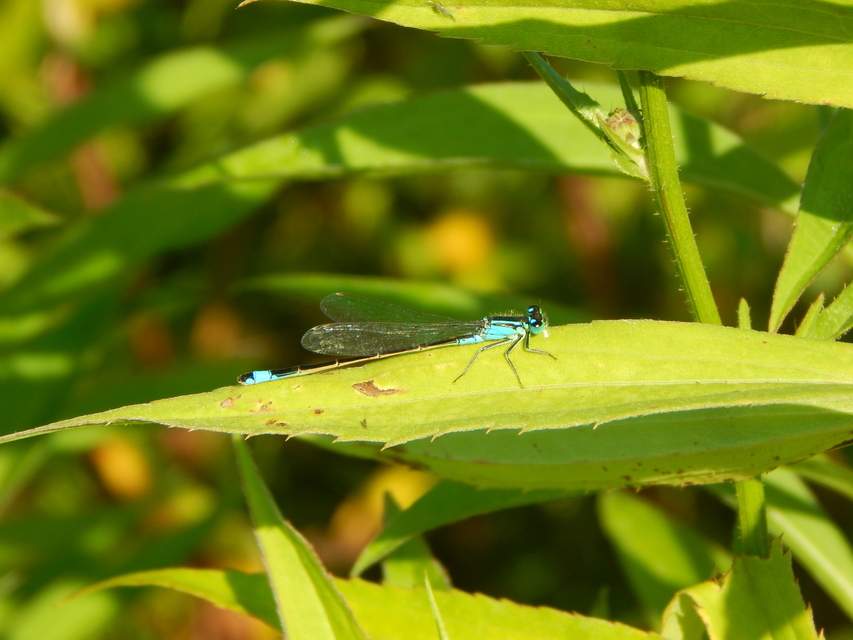 Ischnura elegans pontica - kéköves légivadász