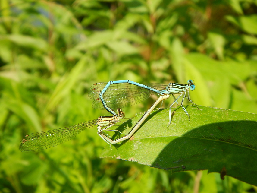 Platycnemis pennipes - széleslábú szitakötő