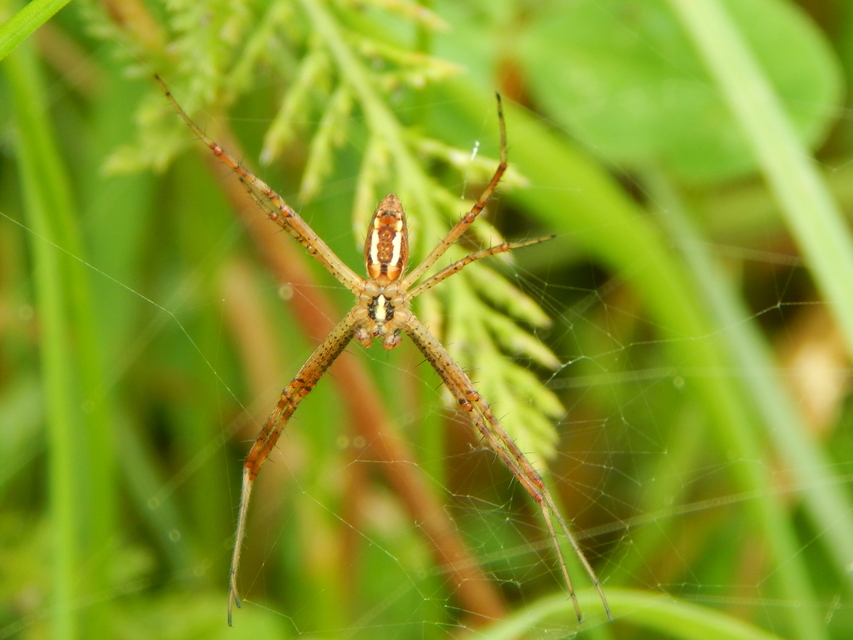 Argiope bruennichi - darázspók