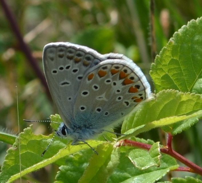Polyommatus icarus - közönséges boglárka