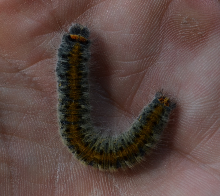 Lasiocampa trifolii - lóhereszövő