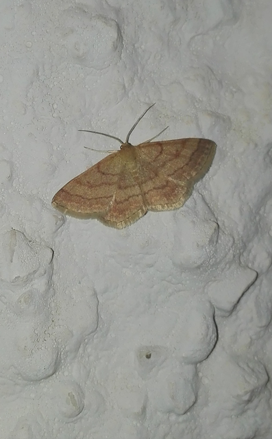Scopula rubiginata - réti pirosaraszoló