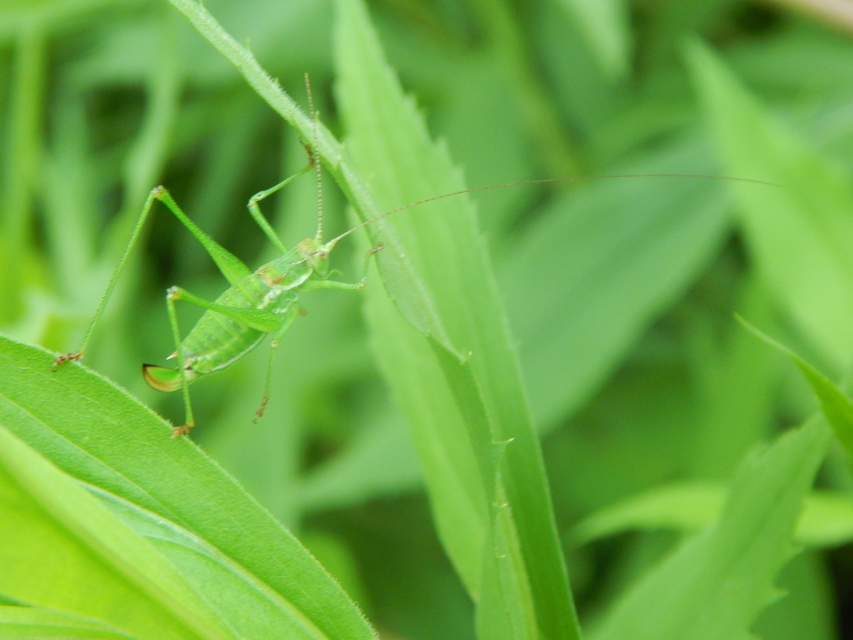 Leptophyes albovittata - közönséges virágszöcske