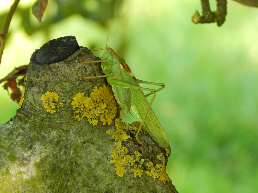 Tettigonia viridissima - zöld lombszöcske