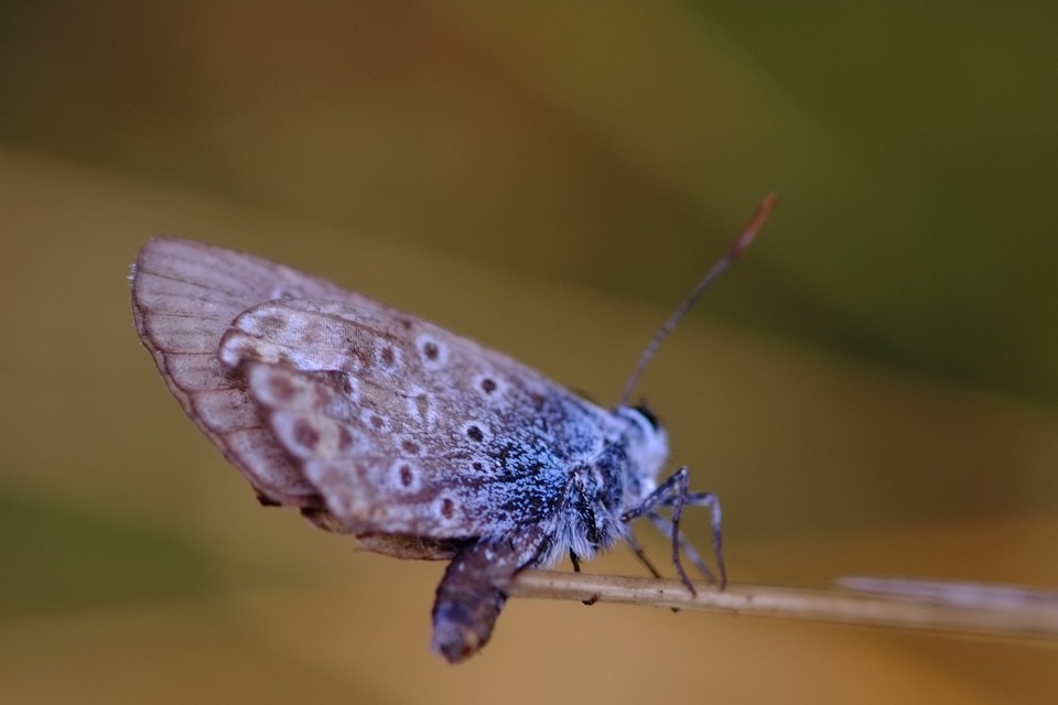 Plebejus argus - ezüstös boglárka
