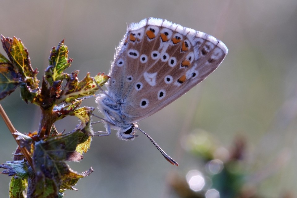 Polyommatus coridon - ezüstkék boglárka