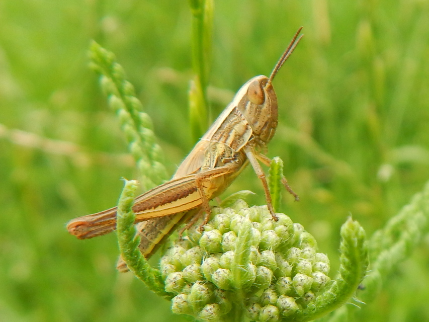 Euchorthippus