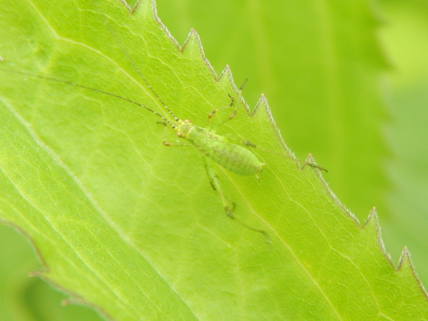 Phaneroptera