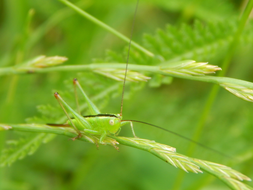 Conocephalus fuscus - kis kúpfejűszöcske