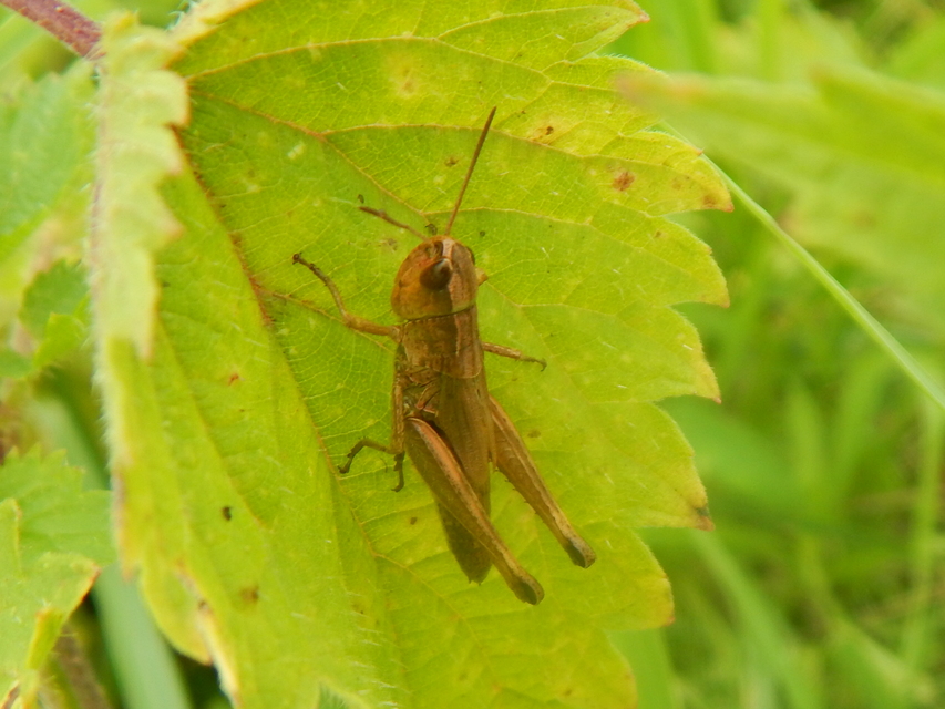 Pseudochorthippus parallelus - közönséges rétisáska