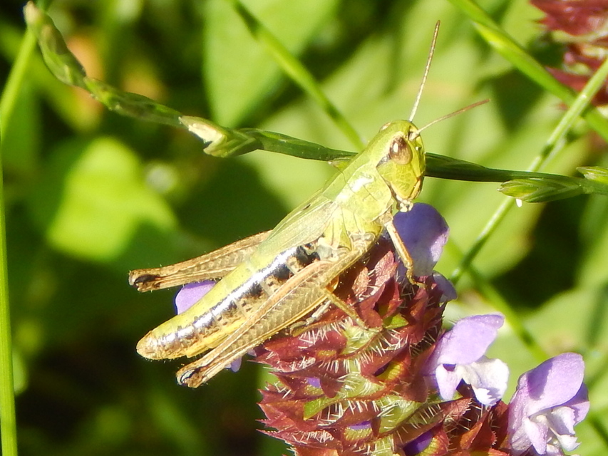 Pseudochorthippus parallelus - közönséges rétisáska