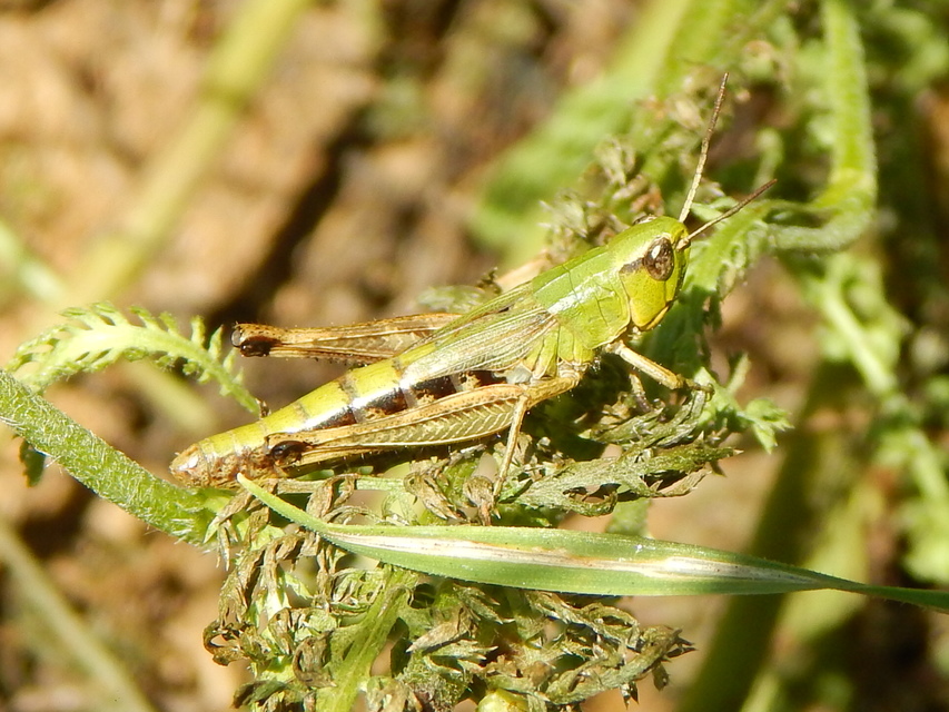 Pseudochorthippus parallelus - közönséges rétisáska