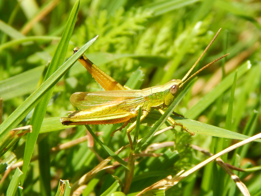 Chrysochraon dispar - aranyos sáska