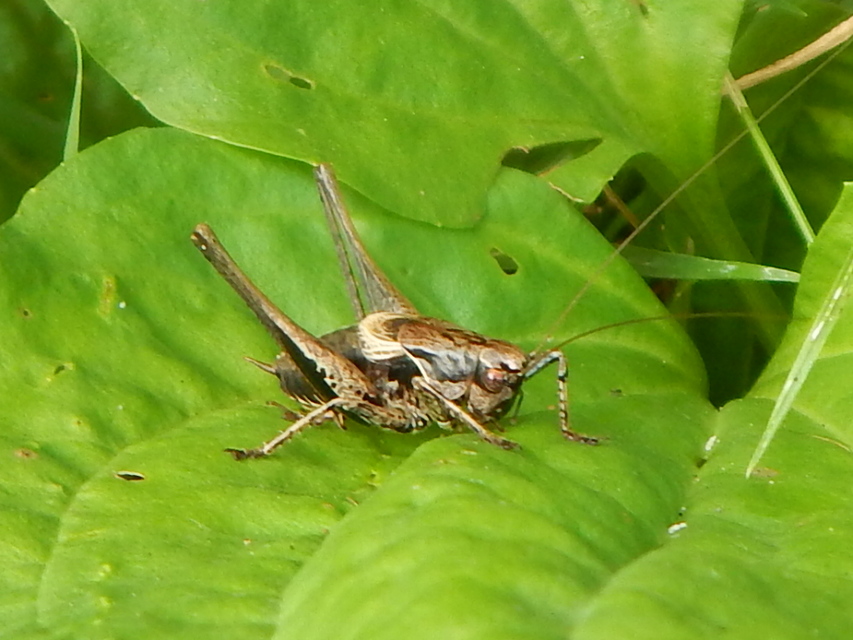 Pholidoptera griseoaptera - szürke avarszöcske