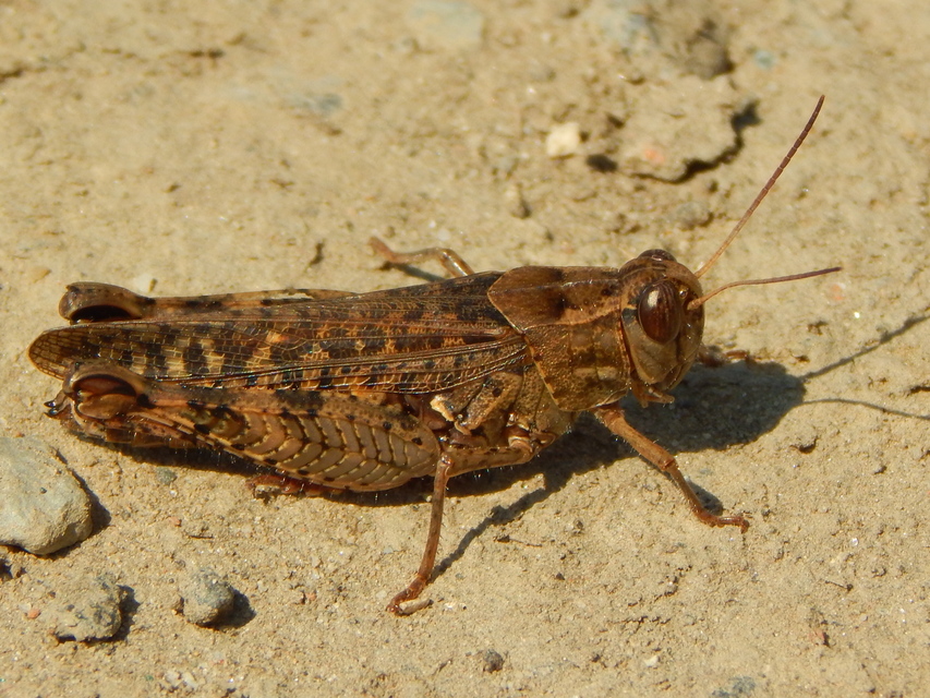Calliptamus italicus - olaszsáska