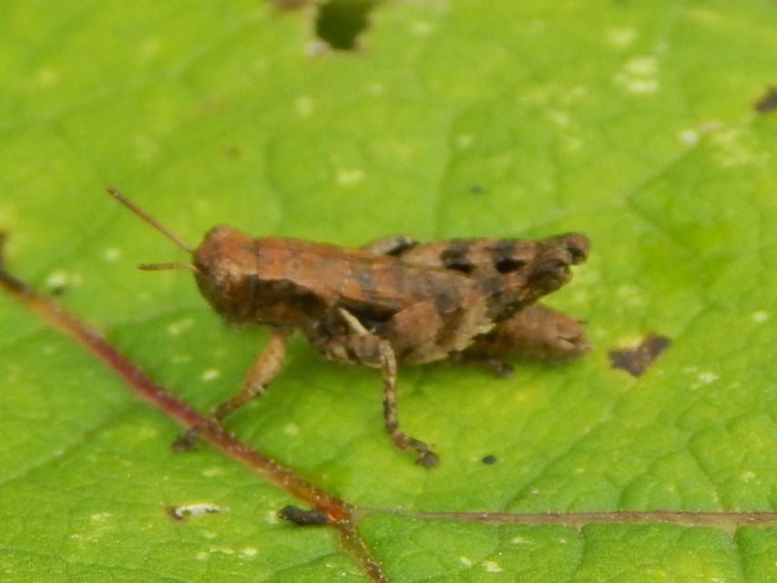 Pezotettix giornae - kis hegyisáska