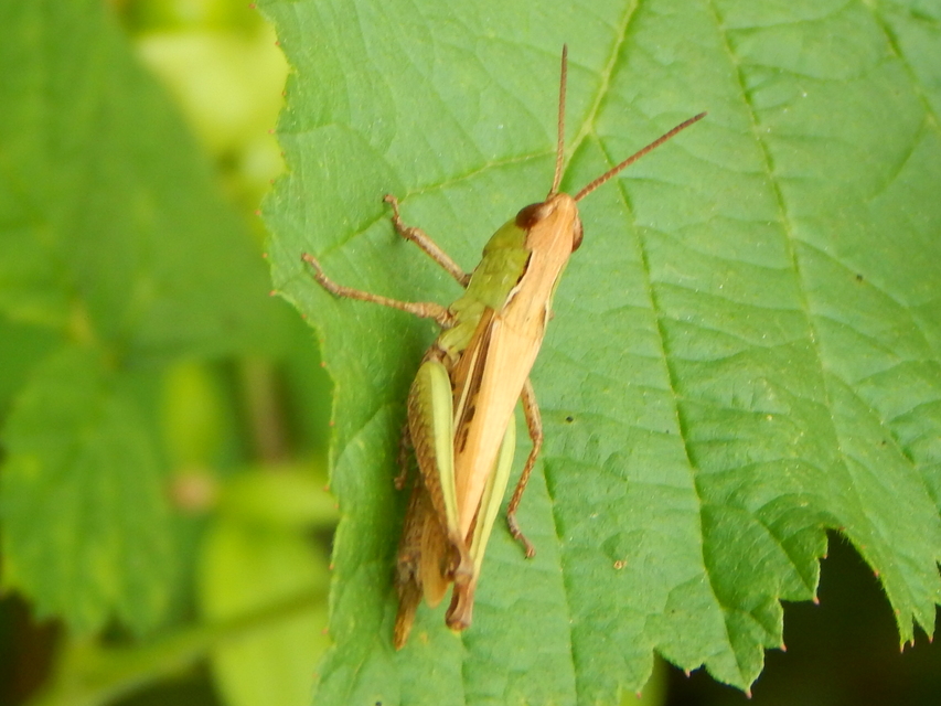 Chorthippus dorsatus - hátas rétisáska