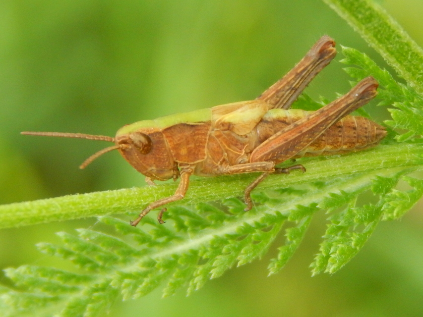 Chorthippus (Glyptobothrus) (subgenus)