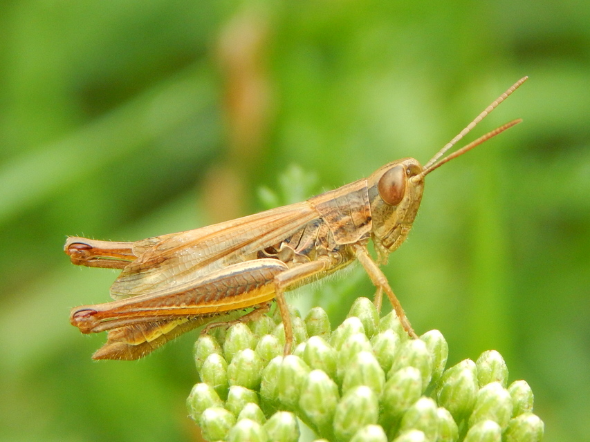 Euchorthippus declivus - rövidszárnyú rétisáska