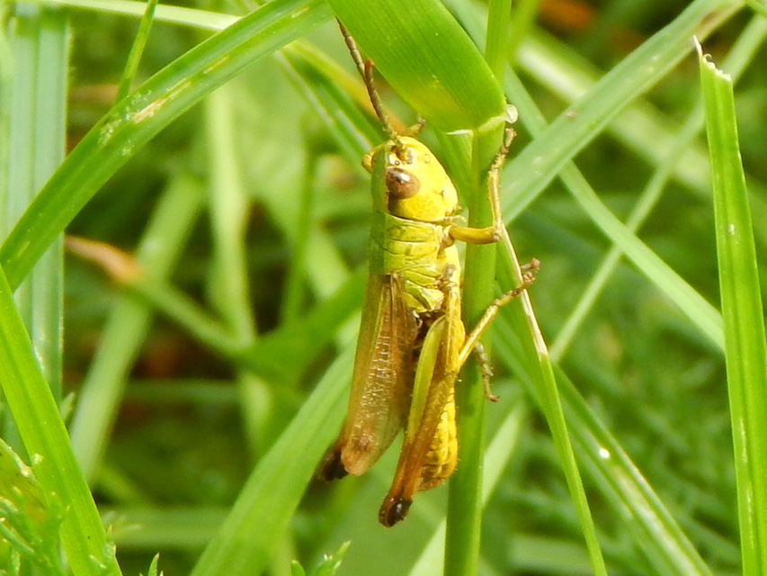 Pseudochorthippus parallelus - közönséges rétisáska