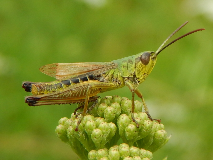 Pseudochorthippus parallelus - közönséges rétisáska