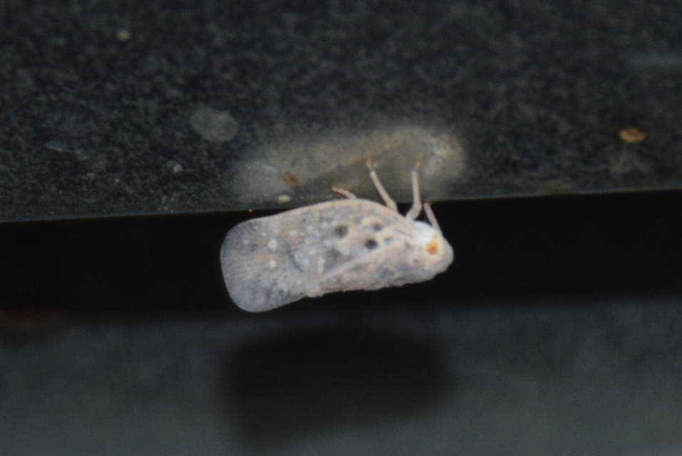 Metcalfa pruinosa - amerikai lepkekabóca