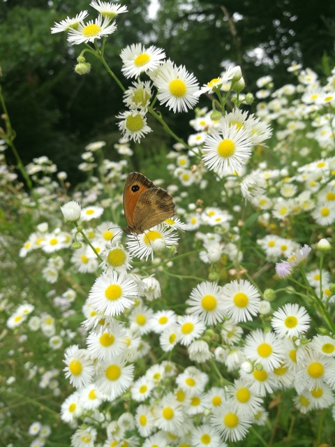 Pyronia tithonus - kis ökörszemlepke