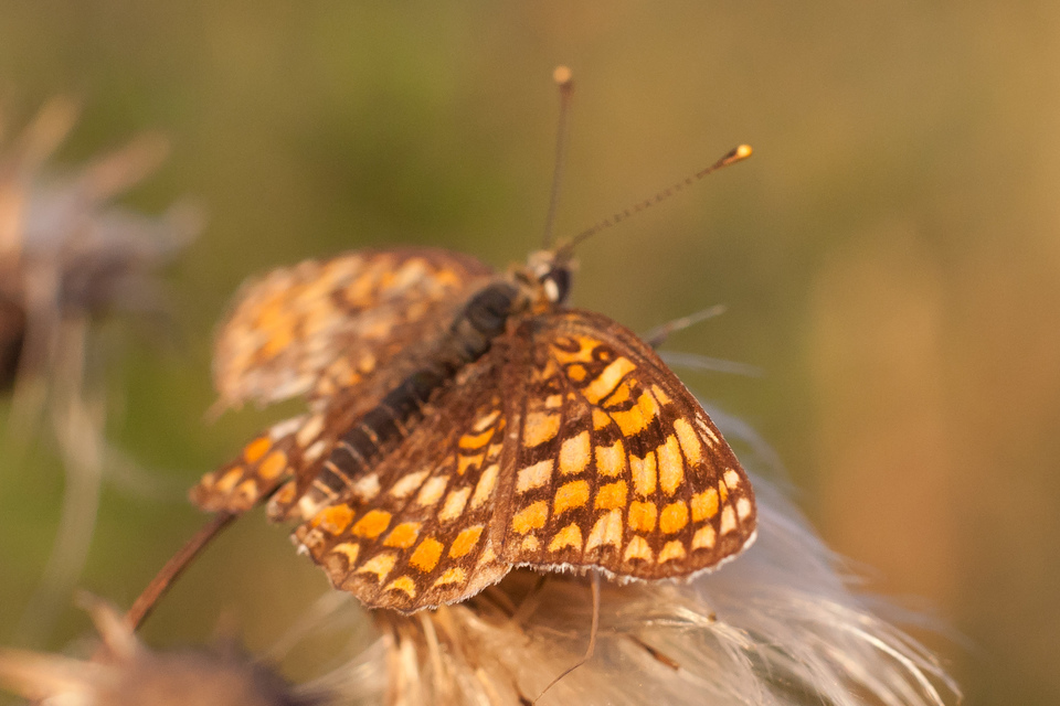 Melitaea phoebe - nagy tarkalepke
