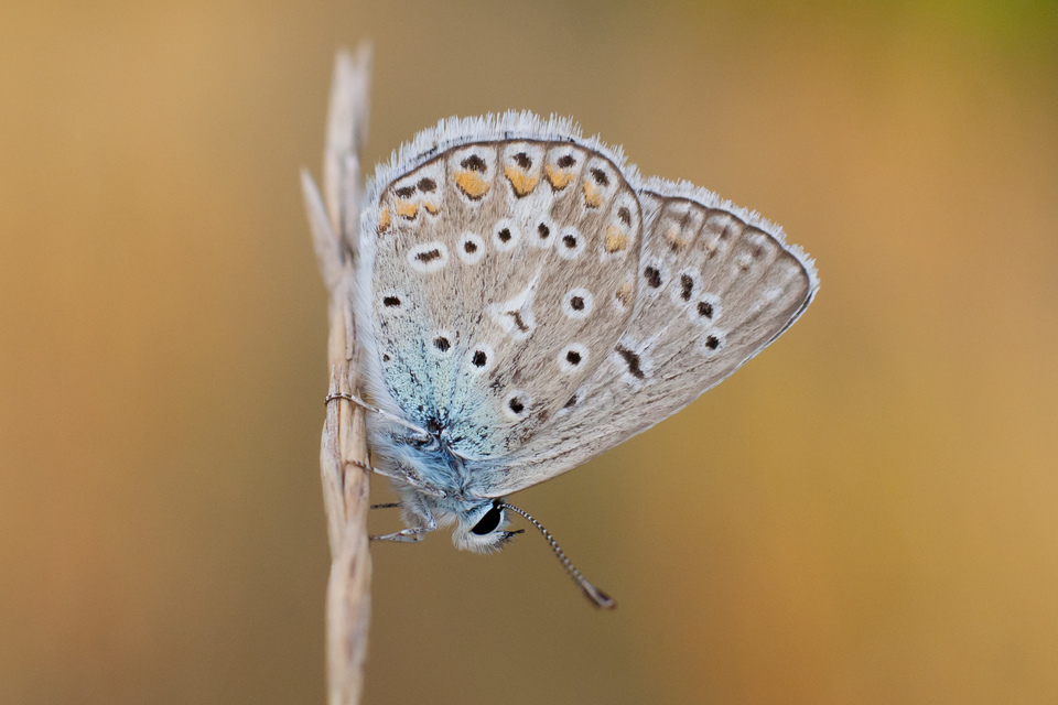 Polyommatus icarus - közönséges boglárka