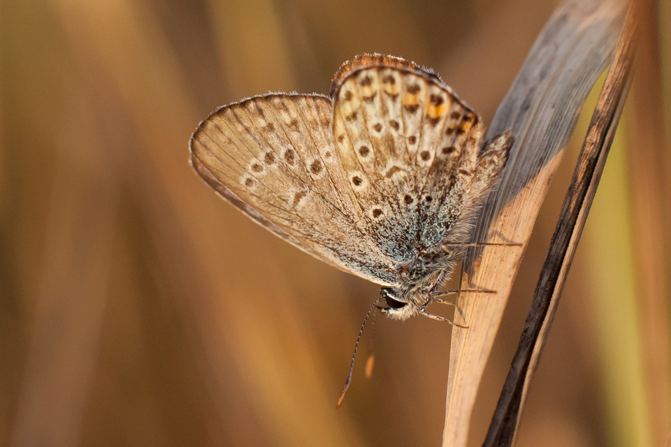 Plebejus argus - ezüstös boglárka