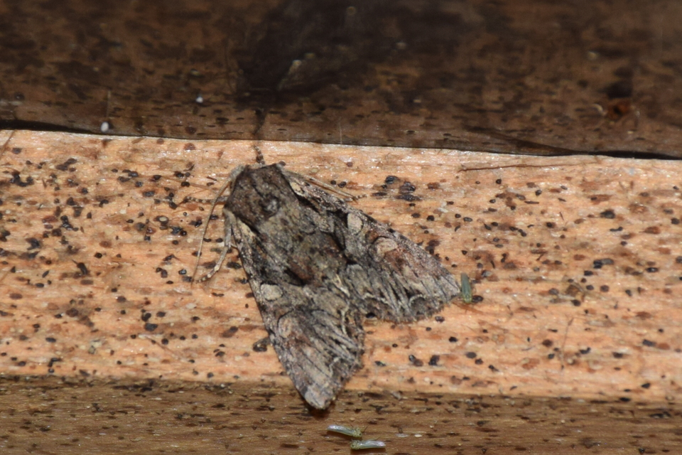 Lacanobia thalassina - borbolya-kertibagoly
