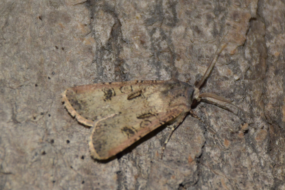 Agrotis segetum - vetési földibagoly