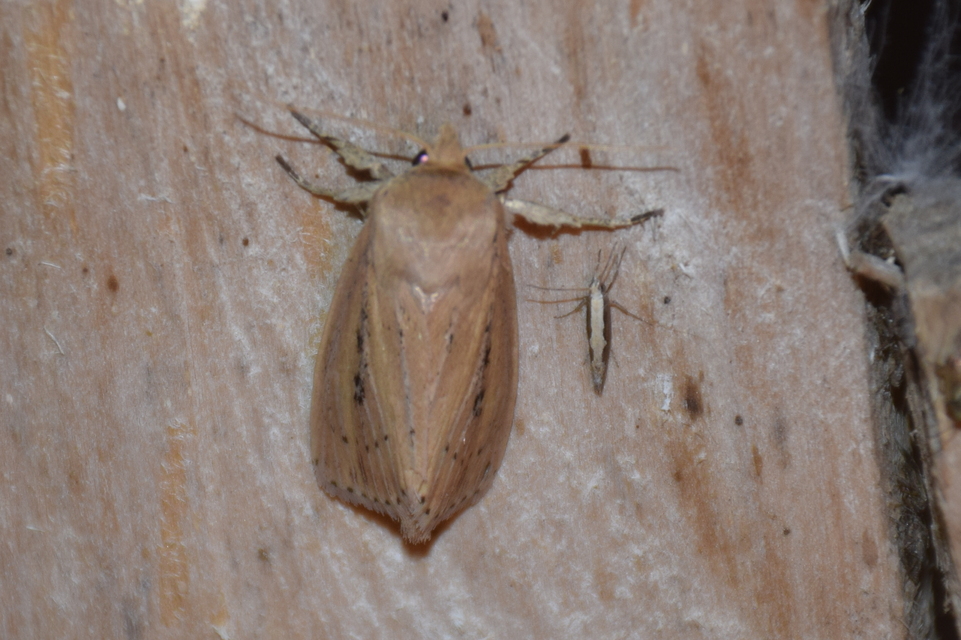 Globia sparganii - nagy nádibagoly